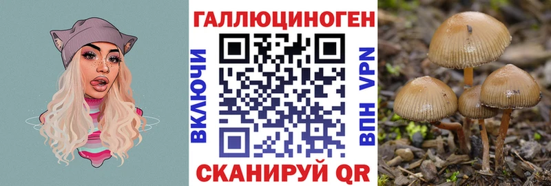 дарнет шоп  Верея  Псилоцибиновые грибы мицелий 